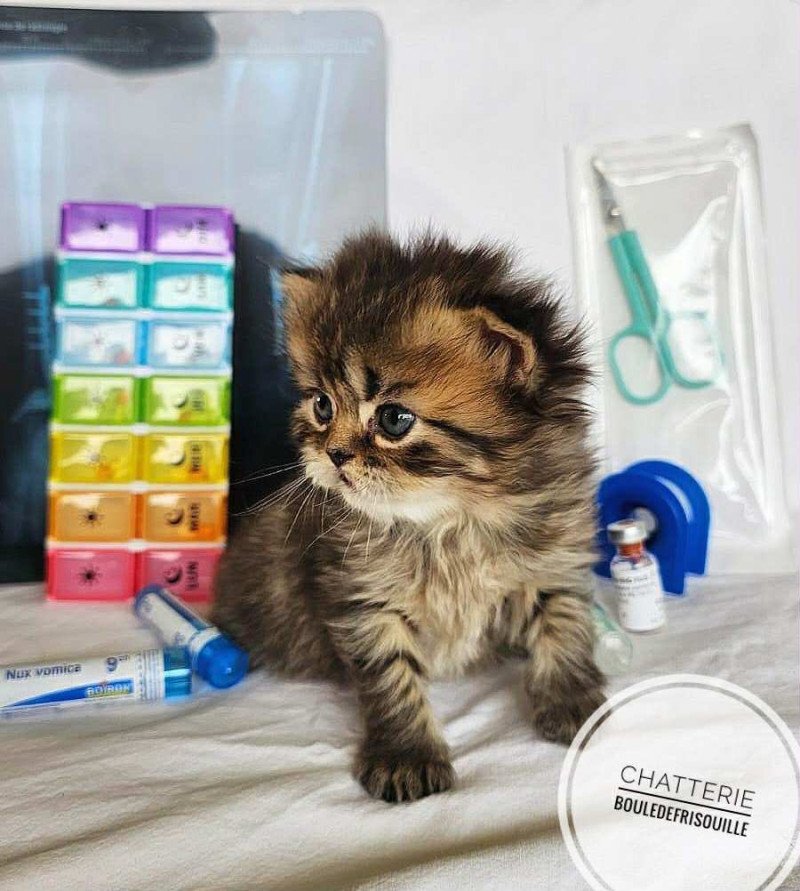 Bouledefrisouille Anémone 🖤 Femelle Selkirk Rex Longhair Bouledefrisouille Anémone 🖤 Femelle Selkirk Rex Longhair