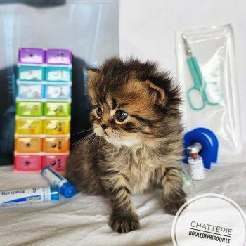 chaton Selkirk Rex Longhair brown tortie tabby Chatterie Bouledefrisouille *Elevage de Selkirk Rex* (chat mouton / frisé) chaton Selkirk Rex Longhair brown tortie tabby Chatterie Bouledefrisouille *Elevage de Selkirk Rex* (chat mouton / frisé)