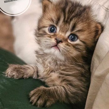 chaton Selkirk Rex Longhair brown tortie tabby Anémone Chatterie Bouledefrisouille *Elevage de Selkirk Rex* (chat mouton / frisé) chaton Selkirk Rex Longhair brown tortie tabby Anémone Chatterie Bouledefrisouille *Elevage de Selkirk Rex* (chat mouton / frisé)