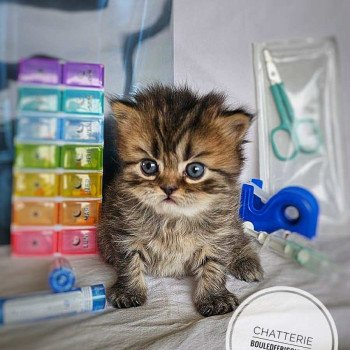 chaton Selkirk Rex Longhair brown tortie tabby Anémone Chatterie Bouledefrisouille *Elevage de Selkirk Rex* (chat mouton / frisé) chaton Selkirk Rex Longhair brown tortie tabby Anémone Chatterie Bouledefrisouille *Elevage de Selkirk Rex* (chat mouton / frisé)