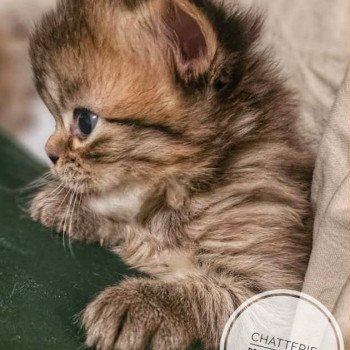 chaton Selkirk Rex Longhair brown tortie tabby Anémone Chatterie Bouledefrisouille *Elevage de Selkirk Rex* (chat mouton / frisé) chaton Selkirk Rex Longhair brown tortie tabby Anémone Chatterie Bouledefrisouille *Elevage de Selkirk Rex* (chat mouton / frisé)