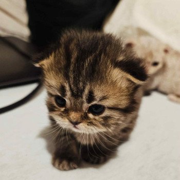 chaton Selkirk Rex Longhair brown tortie tabby Anémone Chatterie Bouledefrisouille *Elevage de Selkirk Rex* (chat mouton / frisé) chaton Selkirk Rex Longhair brown tortie tabby Anémone Chatterie Bouledefrisouille *Elevage de Selkirk Rex* (chat mouton / frisé)