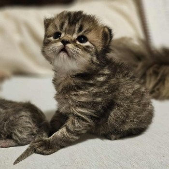 chaton Selkirk Rex Longhair brown tortie tabby Anémone Chatterie Bouledefrisouille *Elevage de Selkirk Rex* (chat mouton / frisé) chaton Selkirk Rex Longhair brown tortie tabby Anémone Chatterie Bouledefrisouille *Elevage de Selkirk Rex* (chat mouton / frisé)