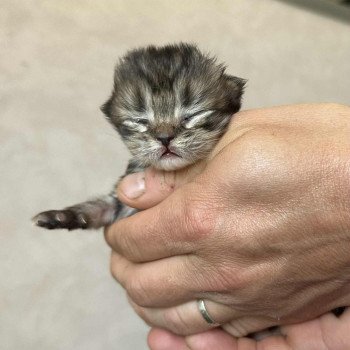 chaton Selkirk Rex Longhair brown tortie tabby Anémone Chatterie Bouledefrisouille *Elevage de Selkirk Rex* (chat mouton / frisé) chaton Selkirk Rex Longhair brown tortie tabby Anémone Chatterie Bouledefrisouille *Elevage de Selkirk Rex* (chat mouton / frisé)
