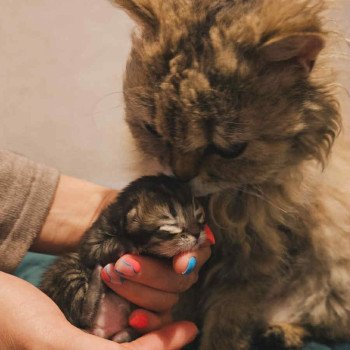 chaton Selkirk Rex Longhair brown tortie tabby Anémone Chatterie Bouledefrisouille *Elevage de Selkirk Rex* (chat mouton / frisé) chaton Selkirk Rex Longhair brown tortie tabby Anémone Chatterie Bouledefrisouille *Elevage de Selkirk Rex* (chat mouton / frisé)