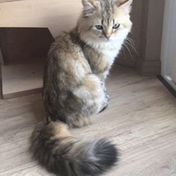 Littel Glitter Legend Line de Mon Coeur Mâle British Longhair