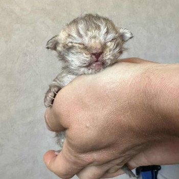 chaton Selkirk Rex Longhair chocolate tabby Acacia Chatterie Bouledefrisouille *Elevage de Selkirk Rex* (chat mouton / frisé) chaton Selkirk Rex Longhair chocolate tabby Acacia Chatterie Bouledefrisouille *Elevage de Selkirk Rex* (chat mouton / frisé)