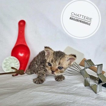 chaton Selkirk Rex Longhair chocolate tabby Acacia Chatterie Bouledefrisouille *Elevage de Selkirk Rex* (chat mouton / frisé) chaton Selkirk Rex Longhair chocolate tabby Acacia Chatterie Bouledefrisouille *Elevage de Selkirk Rex* (chat mouton / frisé)