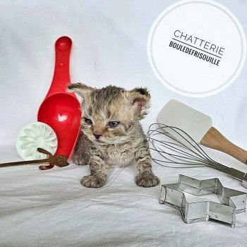 chaton Selkirk Rex Longhair chocolate tabby Acacia Chatterie Bouledefrisouille *Elevage de Selkirk Rex* (chat mouton / frisé) chaton Selkirk Rex Longhair chocolate tabby Acacia Chatterie Bouledefrisouille *Elevage de Selkirk Rex* (chat mouton / frisé)