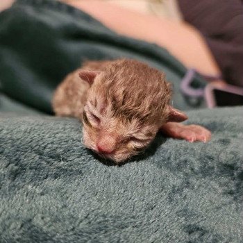 chaton Selkirk Rex Longhair chocolate tabby Acacia Chatterie Bouledefrisouille *Elevage de Selkirk Rex* (chat mouton / frisé) chaton Selkirk Rex Longhair chocolate tabby Acacia Chatterie Bouledefrisouille *Elevage de Selkirk Rex* (chat mouton / frisé)