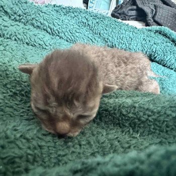 chaton Selkirk Rex Longhair chocolate tabby Acacia Chatterie Bouledefrisouille *Elevage de Selkirk Rex* (chat mouton / frisé) chaton Selkirk Rex Longhair chocolate tabby Acacia Chatterie Bouledefrisouille *Elevage de Selkirk Rex* (chat mouton / frisé)