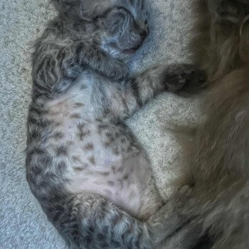 chaton Selkirk Rex Longhair chocolate tabby Acacia đ€ Chatterie Bouledefrisouille *Elevage de Selkirk Rex* (chat mouton / frisĂ©) chaton Selkirk Rex Longhair chocolate tabby Acacia đ€ Chatterie Bouledefrisouille *Elevage de Selkirk Rex* (chat mouton / frisĂ©)