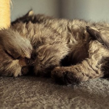 chaton Selkirk Rex Longhair chocolate tabby Acacia đ€ Chatterie Bouledefrisouille *Elevage de Selkirk Rex* (chat mouton / frisĂ©) chaton Selkirk Rex Longhair chocolate tabby Acacia đ€ Chatterie Bouledefrisouille *Elevage de Selkirk Rex* (chat mouton / frisĂ©)