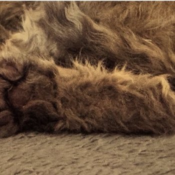 chaton Selkirk Rex Longhair chocolate tabby Acacia đ€ Chatterie Bouledefrisouille *Elevage de Selkirk Rex* (chat mouton / frisĂ©) chaton Selkirk Rex Longhair chocolate tabby Acacia đ€ Chatterie Bouledefrisouille *Elevage de Selkirk Rex* (chat mouton / frisĂ©)