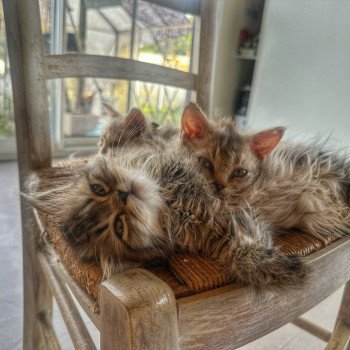 chaton Selkirk Rex Longhair chocolate tabby Acacia đ€ Chatterie Bouledefrisouille *Elevage de Selkirk Rex* (chat mouton / frisĂ©) chaton Selkirk Rex Longhair chocolate tabby Acacia đ€ Chatterie Bouledefrisouille *Elevage de Selkirk Rex* (chat mouton / frisĂ©)