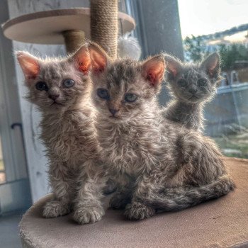 chaton Selkirk Rex Longhair chocolate tabby Acacia đ€ Chatterie Bouledefrisouille *Elevage de Selkirk Rex* (chat mouton / frisĂ©) chaton Selkirk Rex Longhair chocolate tabby Acacia đ€ Chatterie Bouledefrisouille *Elevage de Selkirk Rex* (chat mouton / frisĂ©)