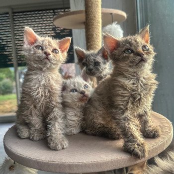 chaton Selkirk Rex Longhair chocolate tabby Acacia đ€ Chatterie Bouledefrisouille *Elevage de Selkirk Rex* (chat mouton / frisĂ©) chaton Selkirk Rex Longhair chocolate tabby Acacia đ€ Chatterie Bouledefrisouille *Elevage de Selkirk Rex* (chat mouton / frisĂ©)