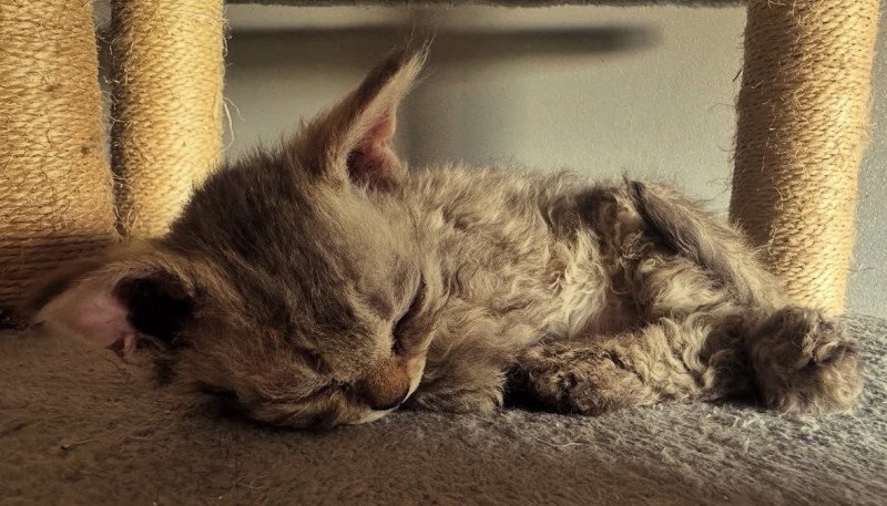 Bouledefrisouille Acacia đ€ Femelle Selkirk Rex Longhair Bouledefrisouille Acacia đ€ Femelle Selkirk Rex Longhair