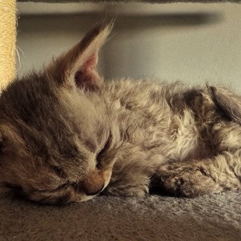 chaton Selkirk Rex Longhair chocolate tabby Acacia đ€ Chatterie Bouledefrisouille *Elevage de Selkirk Rex* (chat mouton / frisĂ©) chaton Selkirk Rex Longhair chocolate tabby Acacia đ€ Chatterie Bouledefrisouille *Elevage de Selkirk Rex* (chat mouton / frisĂ©)