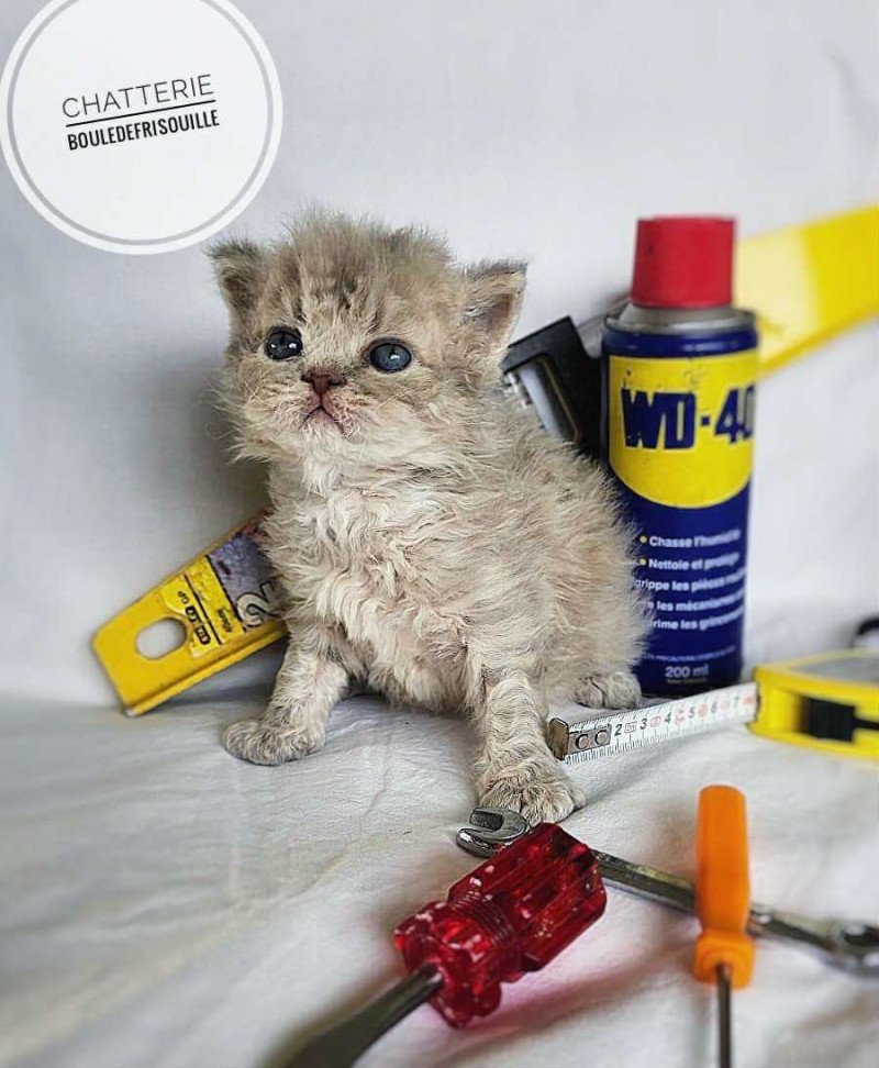 Bouledefrisouille Asaret 💜 Mâle Selkirk Rex Longhair Bouledefrisouille Asaret 💜 Mâle Selkirk Rex Longhair