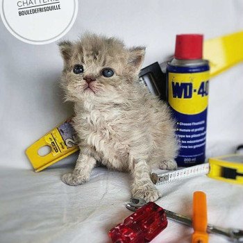chaton Selkirk Rex Longhair lilac tabby Asaret Chatterie Bouledefrisouille *Elevage de Selkirk Rex* (chat mouton / frisé) chaton Selkirk Rex Longhair lilac tabby Asaret Chatterie Bouledefrisouille *Elevage de Selkirk Rex* (chat mouton / frisé)