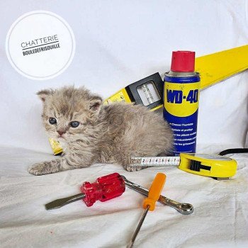 chaton Selkirk Rex Longhair lilac tabby Asaret Chatterie Bouledefrisouille *Elevage de Selkirk Rex* (chat mouton / frisé) chaton Selkirk Rex Longhair lilac tabby Asaret Chatterie Bouledefrisouille *Elevage de Selkirk Rex* (chat mouton / frisé)
