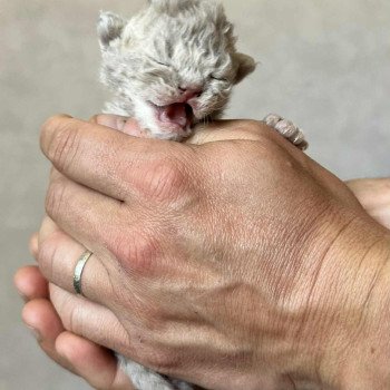 chaton Selkirk Rex Longhair lilac tabby Asaret Chatterie Bouledefrisouille *Elevage de Selkirk Rex* (chat mouton / frisé) chaton Selkirk Rex Longhair lilac tabby Asaret Chatterie Bouledefrisouille *Elevage de Selkirk Rex* (chat mouton / frisé)