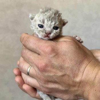 chaton Selkirk Rex Longhair lilac tabby Asaret Chatterie Bouledefrisouille *Elevage de Selkirk Rex* (chat mouton / frisé) chaton Selkirk Rex Longhair lilac tabby Asaret Chatterie Bouledefrisouille *Elevage de Selkirk Rex* (chat mouton / frisé)