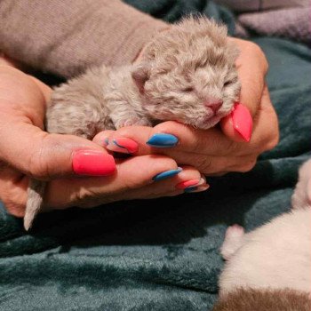 chaton Selkirk Rex Longhair lilac tabby Asaret Chatterie Bouledefrisouille *Elevage de Selkirk Rex* (chat mouton / frisé) chaton Selkirk Rex Longhair lilac tabby Asaret Chatterie Bouledefrisouille *Elevage de Selkirk Rex* (chat mouton / frisé)