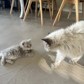 chaton Selkirk Rex Longhair lilac tabby Asaret đ Chatterie Bouledefrisouille *Elevage de Selkirk Rex* (chat mouton / frisĂ©) chaton Selkirk Rex Longhair lilac tabby Asaret đ Chatterie Bouledefrisouille *Elevage de Selkirk Rex* (chat mouton / frisĂ©)