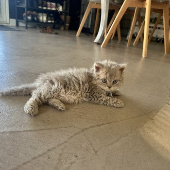 chaton Selkirk Rex Longhair lilac tabby Asaret đ Chatterie Bouledefrisouille *Elevage de Selkirk Rex* (chat mouton / frisĂ©) chaton Selkirk Rex Longhair lilac tabby Asaret đ Chatterie Bouledefrisouille *Elevage de Selkirk Rex* (chat mouton / frisĂ©)