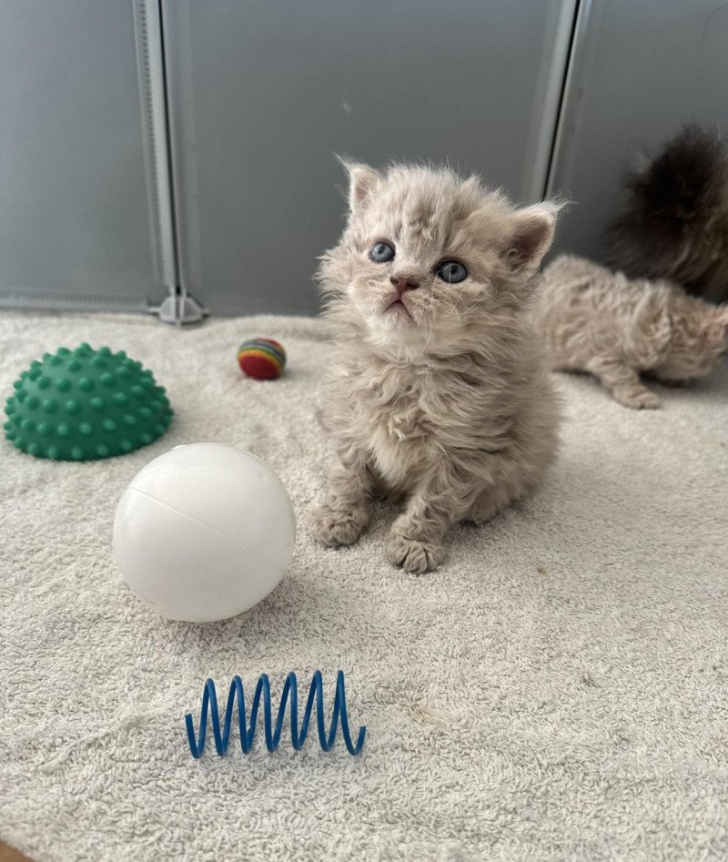 Bouledefrisouille Asaret đ MĂąle Selkirk Rex Longhair Bouledefrisouille Asaret đ MĂąle Selkirk Rex Longhair