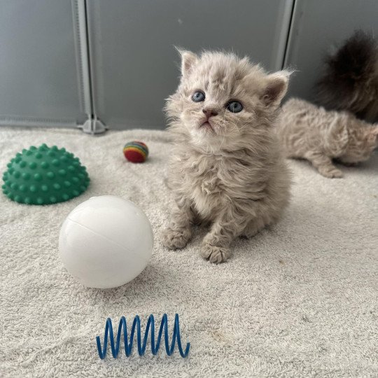 Bouledefrisouille Asaret 💜 Mâle Selkirk Rex Longhair