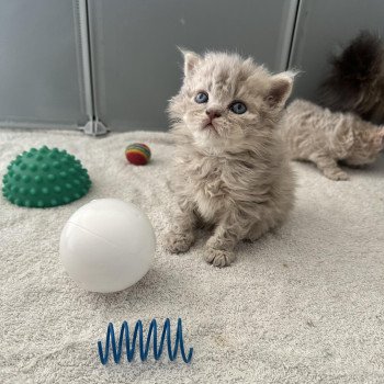chaton Selkirk Rex Longhair lilac tabby Asaret đ Chatterie Bouledefrisouille *Elevage de Selkirk Rex* (chat mouton / frisĂ©) chaton Selkirk Rex Longhair lilac tabby Asaret đ Chatterie Bouledefrisouille *Elevage de Selkirk Rex* (chat mouton / frisĂ©)