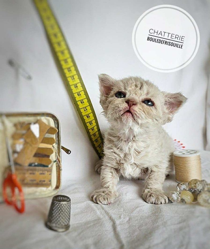 Bouledefrisouille Aubépine 🩷 Femelle Selkirk Rex Longhair Bouledefrisouille Aubépine 🩷 Femelle Selkirk Rex Longhair