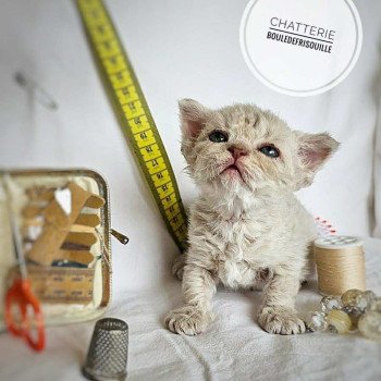 chaton Selkirk Rex Longhair lilac tabby Aubépine Chatterie Bouledefrisouille *Elevage de Selkirk Rex* (chat mouton / frisé) chaton Selkirk Rex Longhair lilac tabby Aubépine Chatterie Bouledefrisouille *Elevage de Selkirk Rex* (chat mouton / frisé)