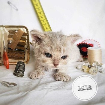 chaton Selkirk Rex Longhair lilac tabby Aubépine Chatterie Bouledefrisouille *Elevage de Selkirk Rex* (chat mouton / frisé) chaton Selkirk Rex Longhair lilac tabby Aubépine Chatterie Bouledefrisouille *Elevage de Selkirk Rex* (chat mouton / frisé)