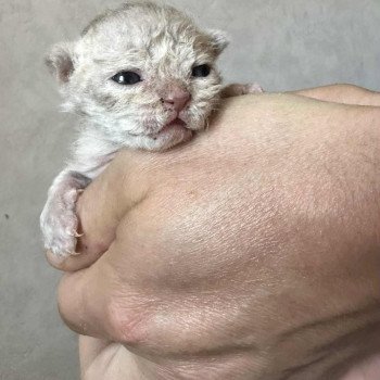 chaton Selkirk Rex Longhair lilac tabby Aubépine Chatterie Bouledefrisouille *Elevage de Selkirk Rex* (chat mouton / frisé) chaton Selkirk Rex Longhair lilac tabby Aubépine Chatterie Bouledefrisouille *Elevage de Selkirk Rex* (chat mouton / frisé)