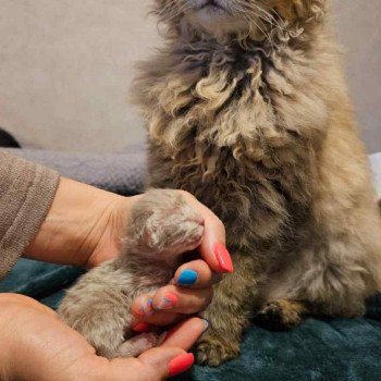 chaton Selkirk Rex Longhair lilac tabby Aubépine Chatterie Bouledefrisouille *Elevage de Selkirk Rex* (chat mouton / frisé) chaton Selkirk Rex Longhair lilac tabby Aubépine Chatterie Bouledefrisouille *Elevage de Selkirk Rex* (chat mouton / frisé)