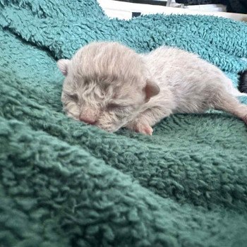 chaton Selkirk Rex Longhair lilac tabby Aubépine Chatterie Bouledefrisouille *Elevage de Selkirk Rex* (chat mouton / frisé) chaton Selkirk Rex Longhair lilac tabby Aubépine Chatterie Bouledefrisouille *Elevage de Selkirk Rex* (chat mouton / frisé)