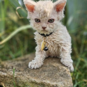 chaton Selkirk Rex Longhair lilac tabby Aubépine 🩷 Chatterie Bouledefrisouille *Elevage de Selkirk Rex* (chat mouton / frisé)