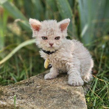 chaton Selkirk Rex Longhair lilac tabby Aubépine 🩷 Chatterie Bouledefrisouille *Elevage de Selkirk Rex* (chat mouton / frisé)