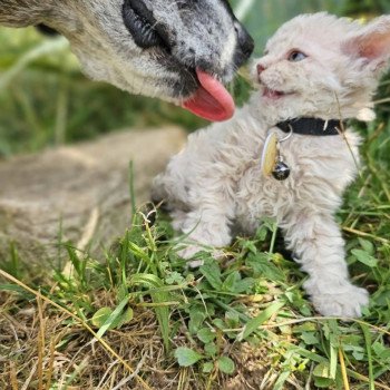 chaton Selkirk Rex Longhair lilac tabby Aubépine 🩷 Chatterie Bouledefrisouille *Elevage de Selkirk Rex* (chat mouton / frisé)