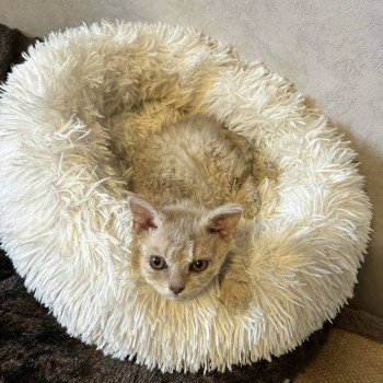chaton Selkirk Rex Longhair lilac tabby Aubépine 🩷 Chatterie Bouledefrisouille *Elevage de Selkirk Rex* (chat mouton / frisé)