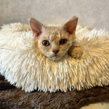 chaton Selkirk Rex Longhair lilac tabby Aubépine 🩷 Chatterie Bouledefrisouille *Elevage de Selkirk Rex* (chat mouton / frisé)