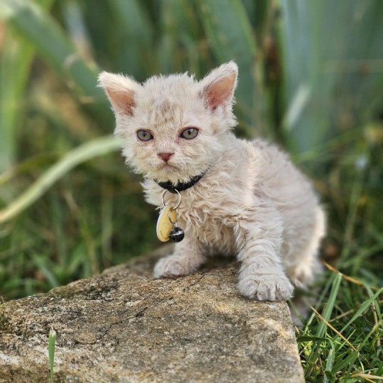 Bouledefrisouille Aubépine 🩷 Femelle Selkirk Rex Longhair