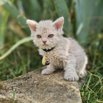 chaton Selkirk Rex Longhair lilac tabby Aubépine 🩷 Chatterie Bouledefrisouille *Elevage de Selkirk Rex* (chat mouton / frisé)