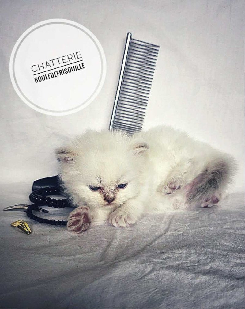 Bouledefrisouille AzalĂ©e đ€ Femelle Selkirk Rex Longhair Bouledefrisouille AzalĂ©e đ€ Femelle Selkirk Rex Longhair