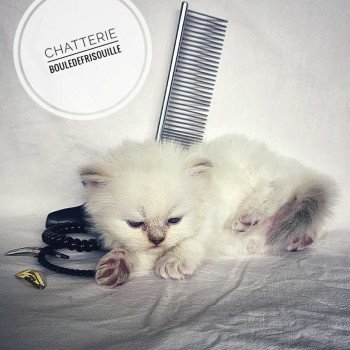 chaton Selkirk Rex Longhair point Azalée Chatterie Bouledefrisouille *Elevage de Selkirk Rex* (chat mouton / frisé) chaton Selkirk Rex Longhair point Azalée Chatterie Bouledefrisouille *Elevage de Selkirk Rex* (chat mouton / frisé)