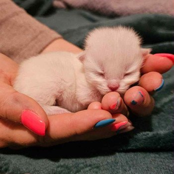 chaton Selkirk Rex Longhair point Azalée Chatterie Bouledefrisouille *Elevage de Selkirk Rex* (chat mouton / frisé) chaton Selkirk Rex Longhair point Azalée Chatterie Bouledefrisouille *Elevage de Selkirk Rex* (chat mouton / frisé)